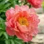 Пион ITOH Julia Rose 4-6 почек фото