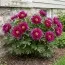 Пион ITOH Purple Sensation фото
