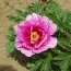 Пион ITOH Sonoma Amethyst фото