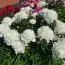 Пион White Frost фото