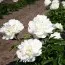 Пион Marshmallow Puff фото