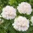 Пион Pecher фото