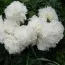 Пион Puffed Cotton 3-5 почек фото