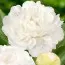 Пион Puffed Cotton 3-5 почек фото