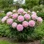 Пион Sarah Bernhardt Select 3-5 почек фото