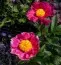 Пион Clown фото