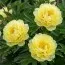 Пион Smith Family Yellow фото
