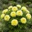 Пион Smith Family Yellow фото