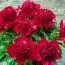 Пион Red Charm фото