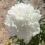 Пион Victorian Blush фото