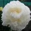 Пион White Charm фото