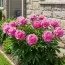 Пион Bouquet Perfect фото