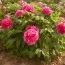 Пион Coiled Leaf Red Juan Ye Hong древовидный фото