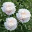 Пион Gardenia (Махровые цветы) фото