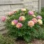 Пион ITOH Lemon Dream фото