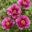 Пион ITOH Morning Lilac фото
