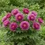 Пион ITOH Morning Lilac фото