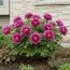Пион ITOH Morning Lilac фото