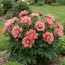 Пион ITOH Old Rose Dandy фото