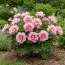 Пион ITOH Pastel Splendor фото
