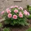 Пион ITOH Pastel Splendor фото