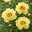 Пион ITOH Yellow Waterlily фото