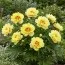 Пион ITOH Yellow Waterlily фото
