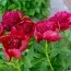 Пион Red Charm 3-5 почек фото