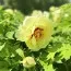 Пион Yellow Crown Huang Guan древовидный фото