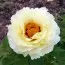 Пион Yellow Crown Huang Guan древовидный фото