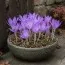Безвременник (Кольчикум) Cilicicum Purpureum фото