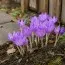 Безвременник (Кольчикум) Cilicicum Purpureum фото
