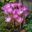 Безвременник (Кольчикум) Giant фото