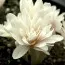 Безвременник (Кольчикум) Autumnale Alboplenum фото