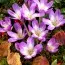 Безвременник (Кольчикум) Lilac Bedder фото