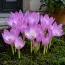 Безвременник (Кольчикум) Lilac Bedder фото