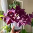 Оксалис (кислица) Burgundy Wine фото