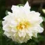 Роза Alberic Barbier (плетистая) фото