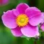 Анемона Hadspen Abundance фото