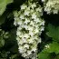 Гортензия дуболистная Snowflake фото