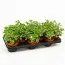 Плектрантус колеусовидный Variegata фото