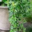 Плектрантус колеусовидный Variegata фото
