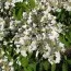 Калина Plicatum Tomentosum фото