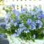 Плюмбаго Imperial Blue фото
