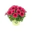 Петуния Potunia Plus Strawberry Ice фото