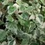 Плющ комнатный Little Diamond фото