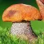 Подосиновик обыкновенный фото