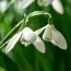Набор подснежников Nivalis фото