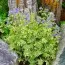 Полемониум Brise d'Anjou фото