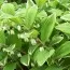 Купена серповидная Variegatum фото